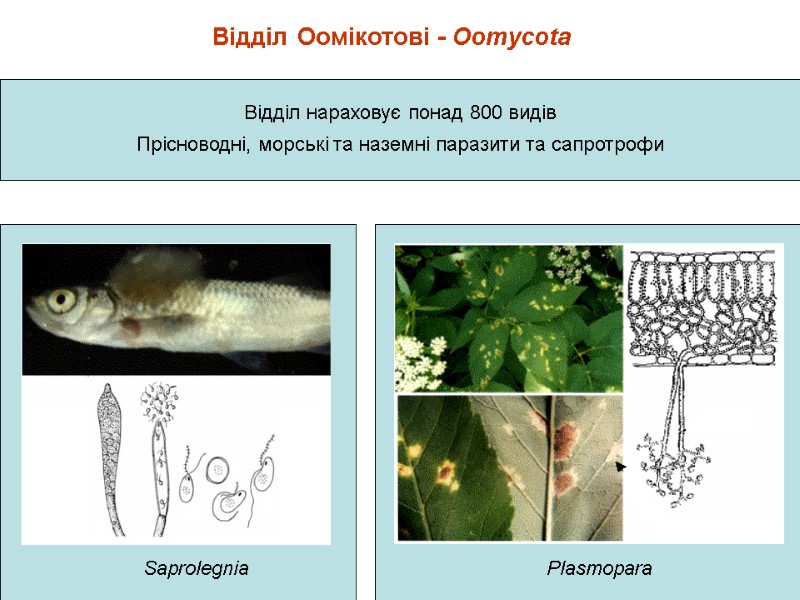 Відділ Оомікотові - Oomycota Відділ нараховує понад 800 видів Прісноводні, морські та наземні паразити